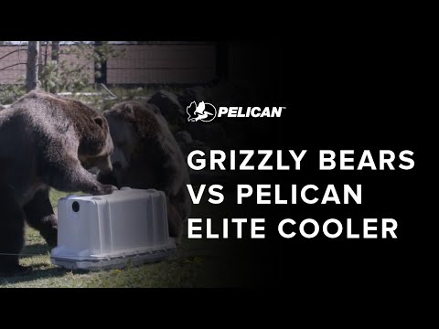 The Ultimate Showdown: Grizzly Bears vs Pelican Elite Cooler