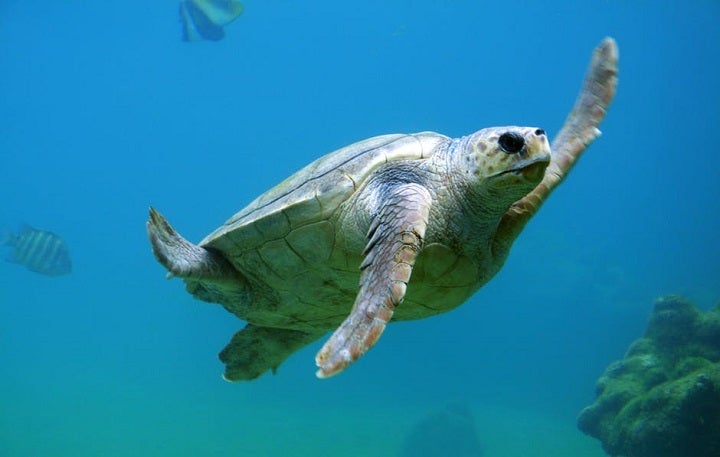 Besginners Guide To Scuba Diving