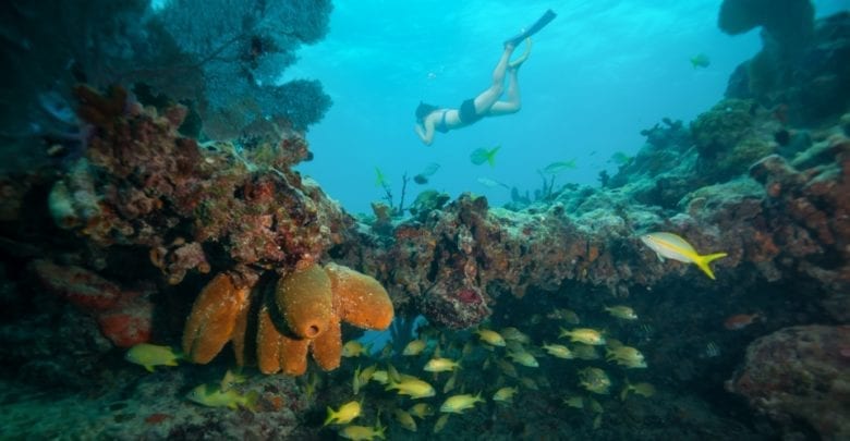 Best Snorkeling in the Florida Keys - Image 2.0