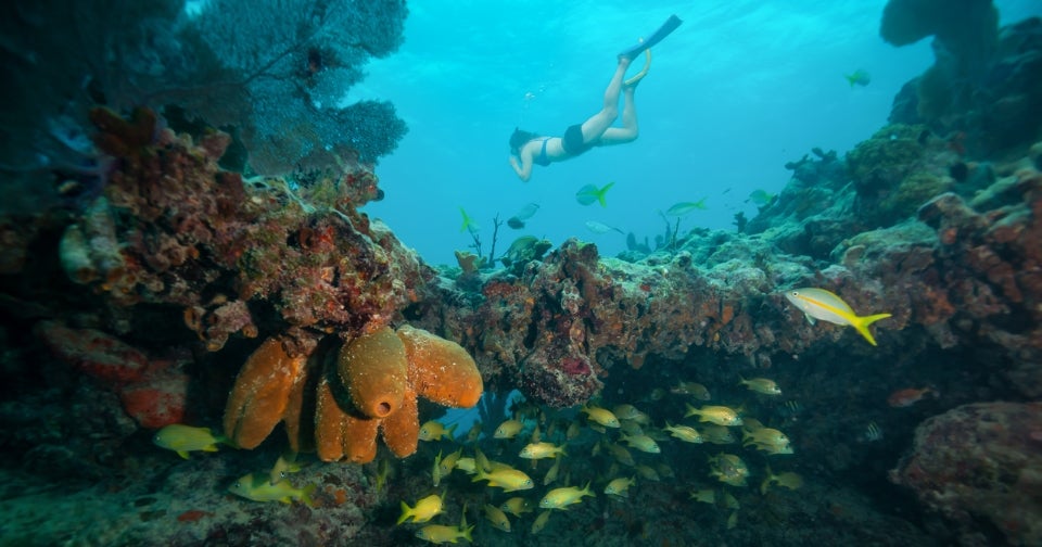 The 7 Best Snorkeling Tours In Key West [2019 Reviews] Outside Pursuits