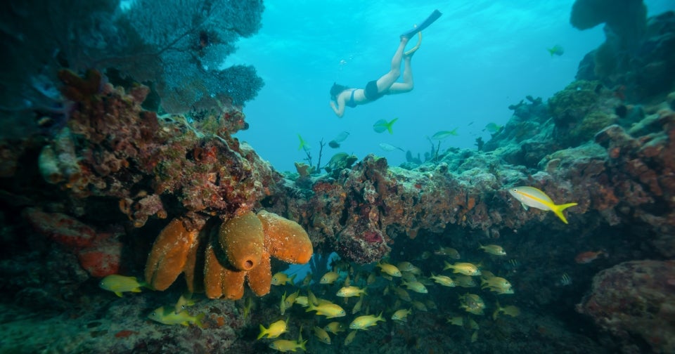 best florida keys snorkeling tours