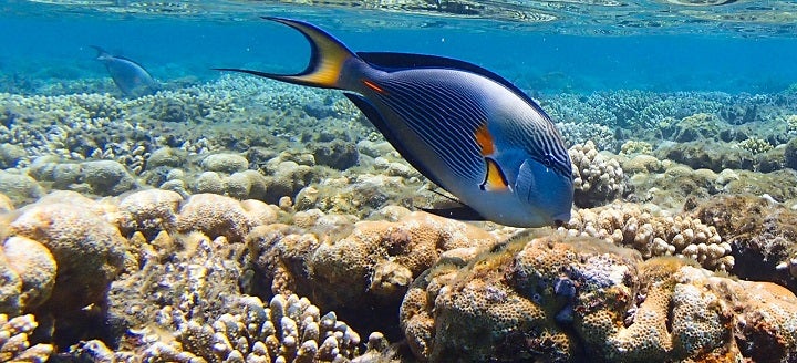 Best Camera For Snorkeling