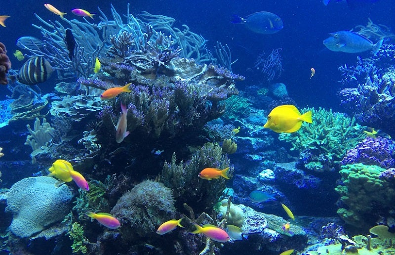 Best Cozumel Snorkeling Tours