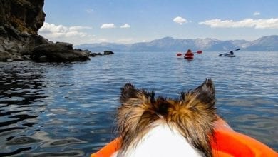 How to Kayak With Your Dog