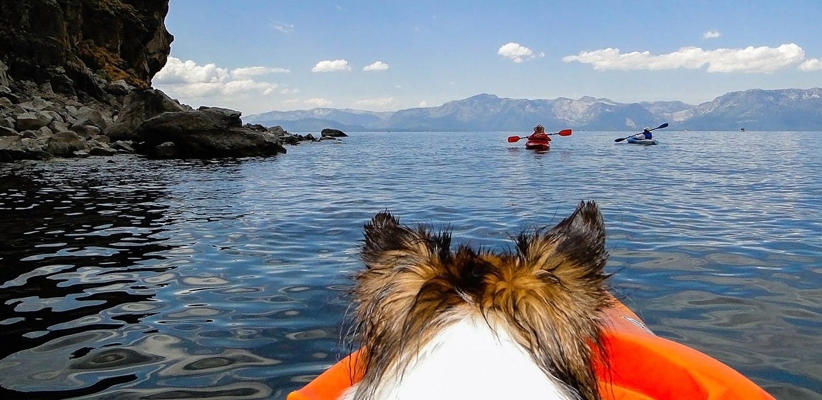 How to Kayak With Your Dog