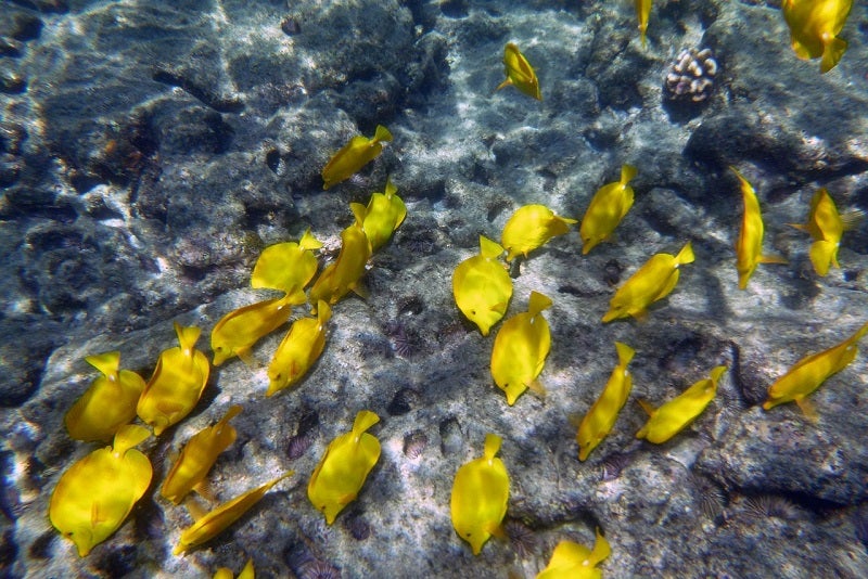 Snorkeling in Hawaii