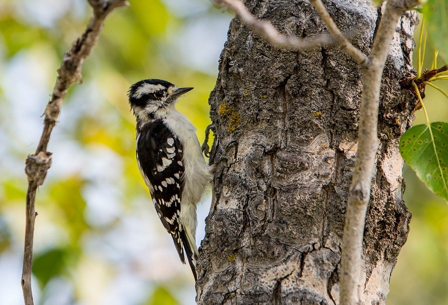 best camera for nature photography