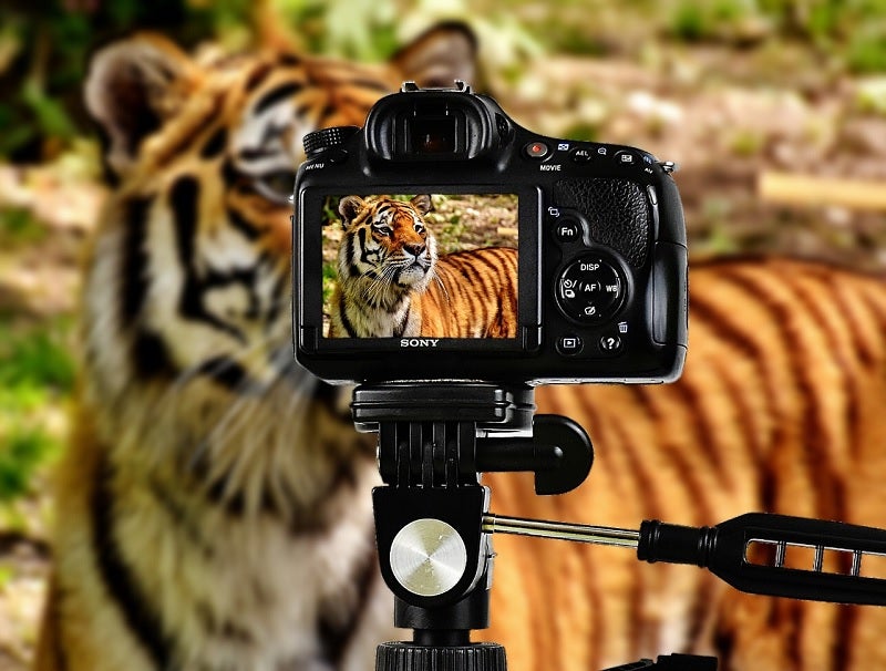 best wildlife photography cameras