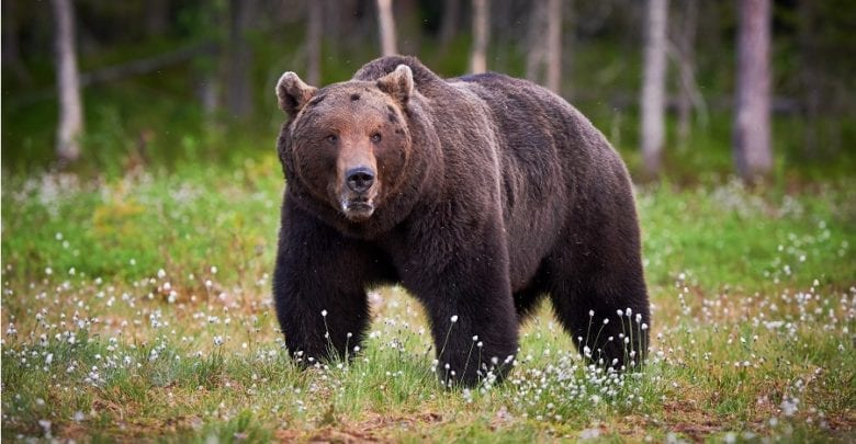 Best Bear Spray