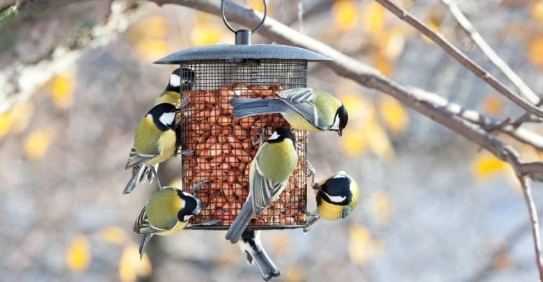 The 7 Best Bird Feeders 2020 Reviews Guide Outside Pursuits
