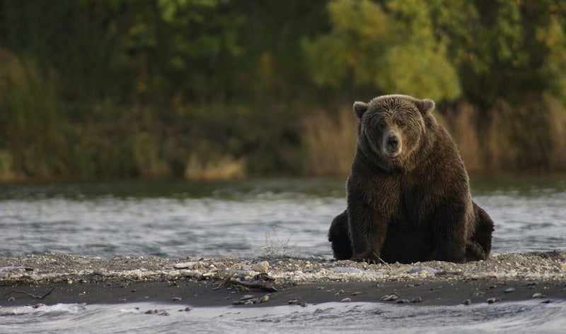 best bear deterrent