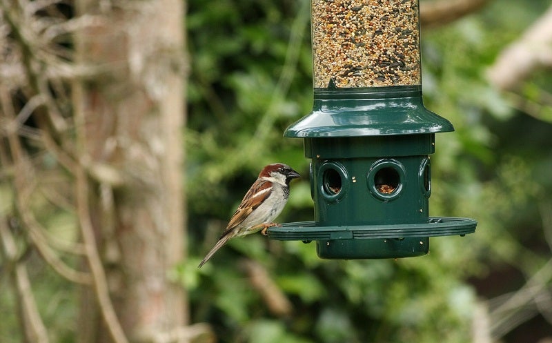 best squirrel proof bird feeder