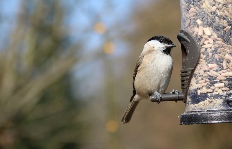 bird feeder for cardinals