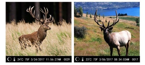 Infrared-Wildlife-game camera example