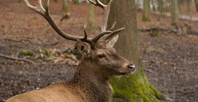 Buck Deer Image