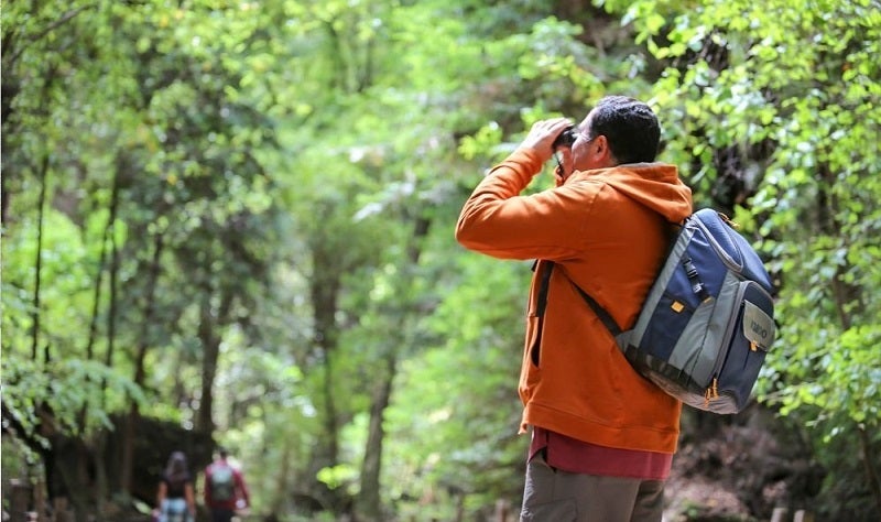 backpack ice chest