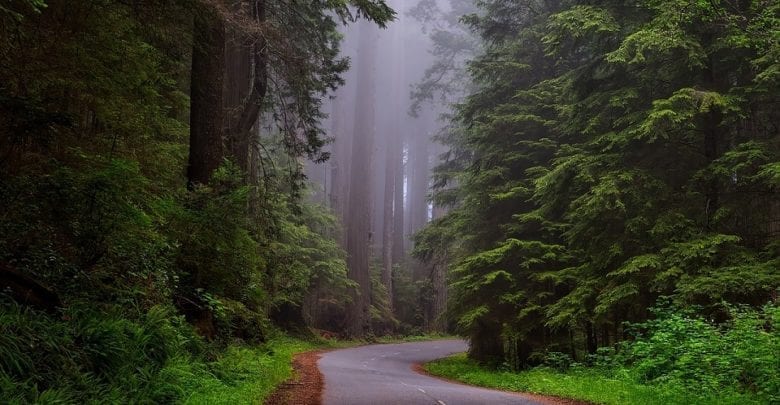 best muir woods tours