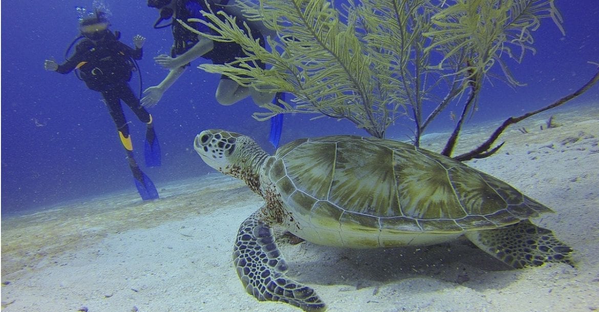 6 Most Commonly Made Scuba Diving Mistakes