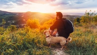 tips for camping with your dog