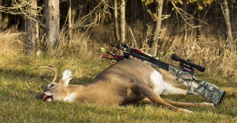 best fixed blade broadhead