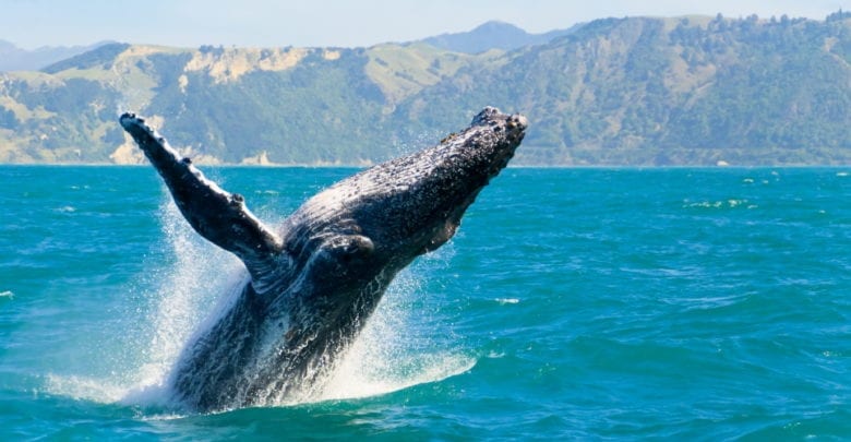 maui whale watching tours