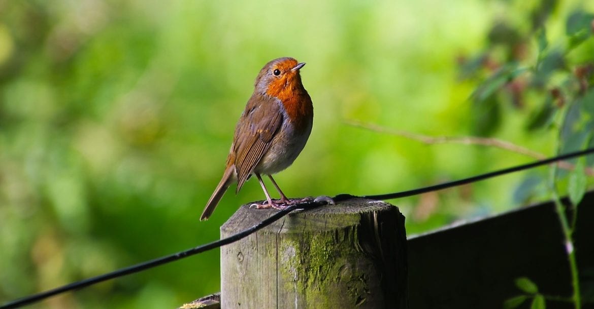 How To Get Started With Wildlife Photography