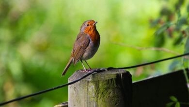 How To Get Started With Wildlife Photography