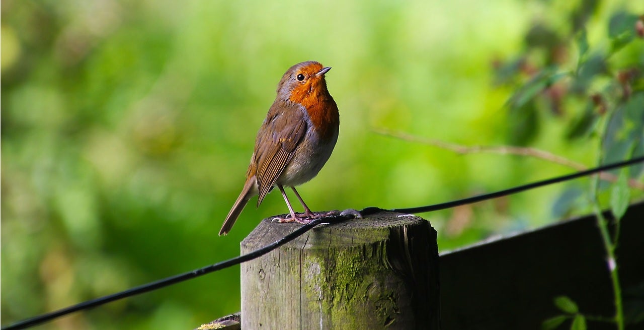 How To Get Started With Wildlife Photography