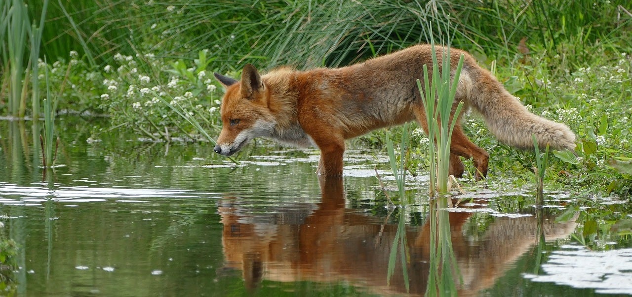 beginners guide to wildlife photography