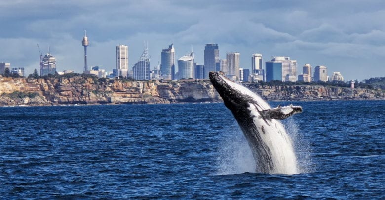 best sydney whale watching tours reviews