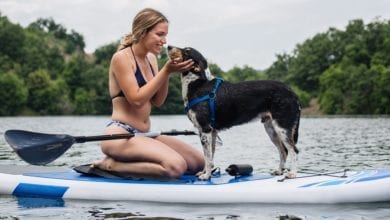 How to Take Your Dog Paddle Boarding
