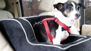 best dog car seat