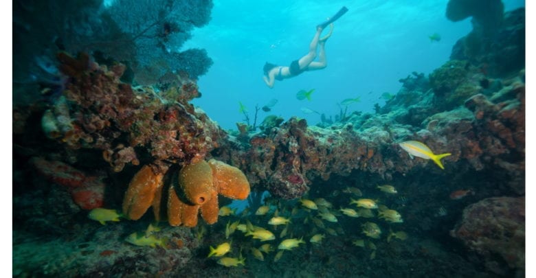 Best Snorkeling Tours in Key West