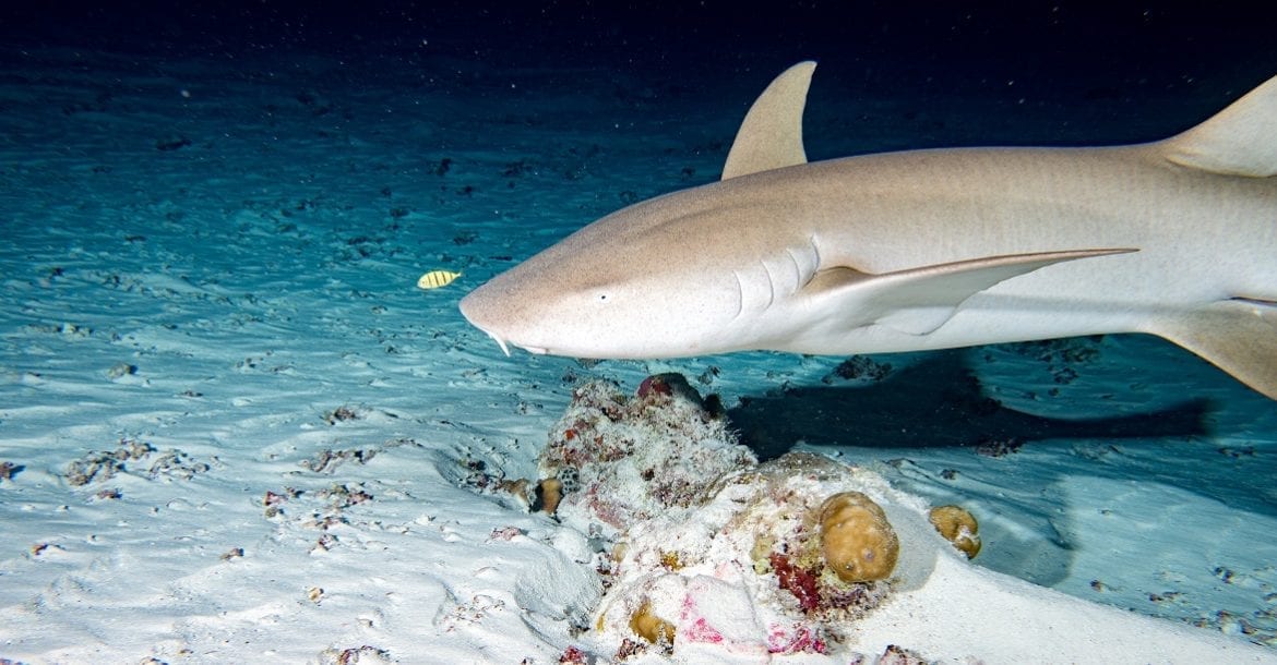 How to Start Night Scuba Diving