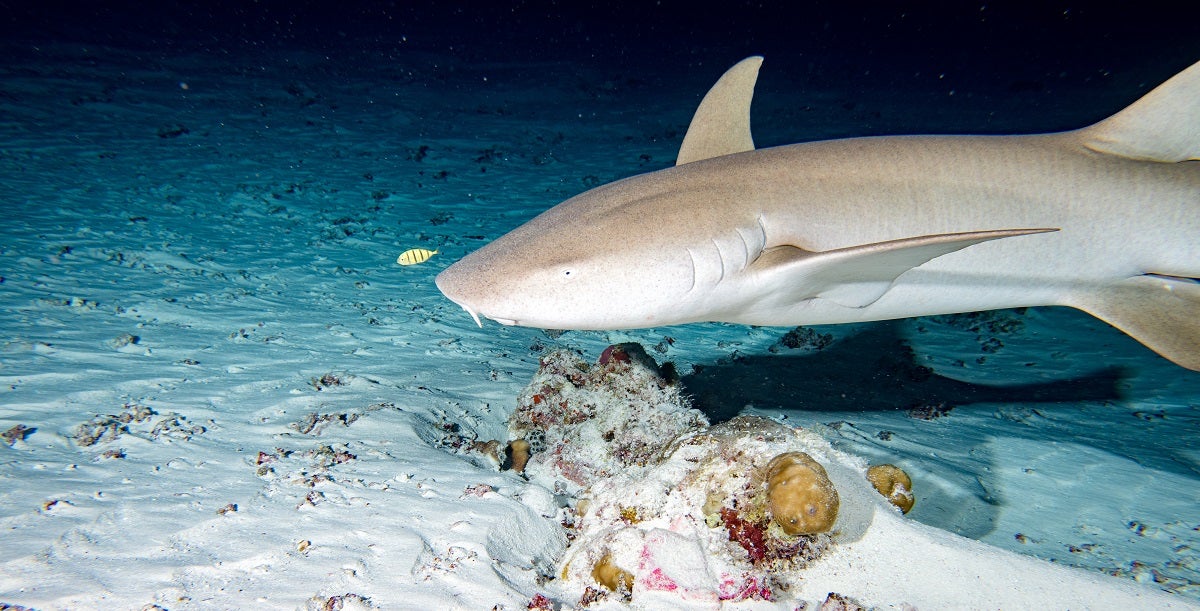 How to Start Night Scuba Diving