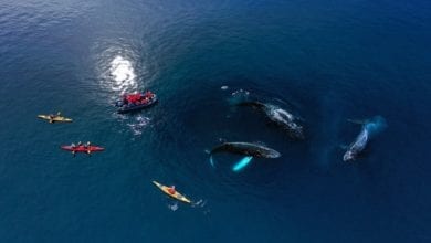 kayaking with whales