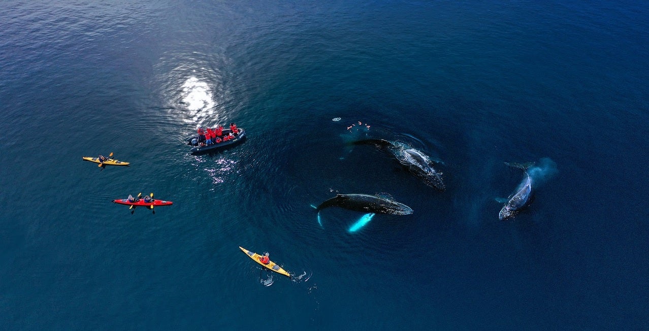 kayaking with whales