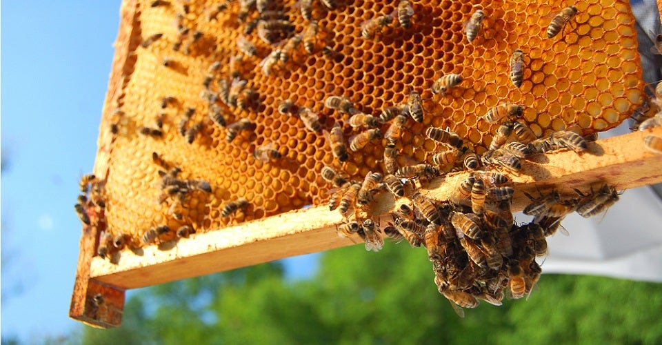 best beehives