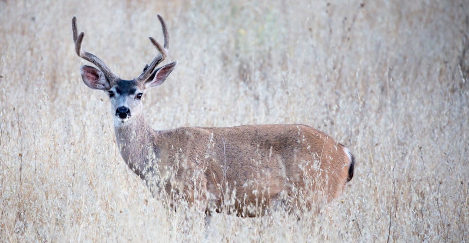 arizona deer hunting