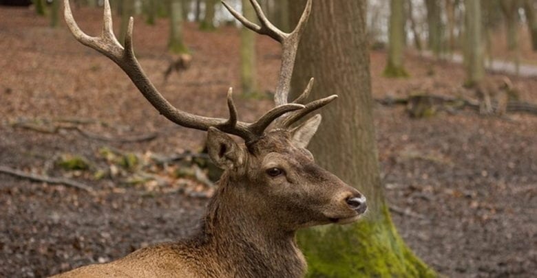 best hunting gear reviews