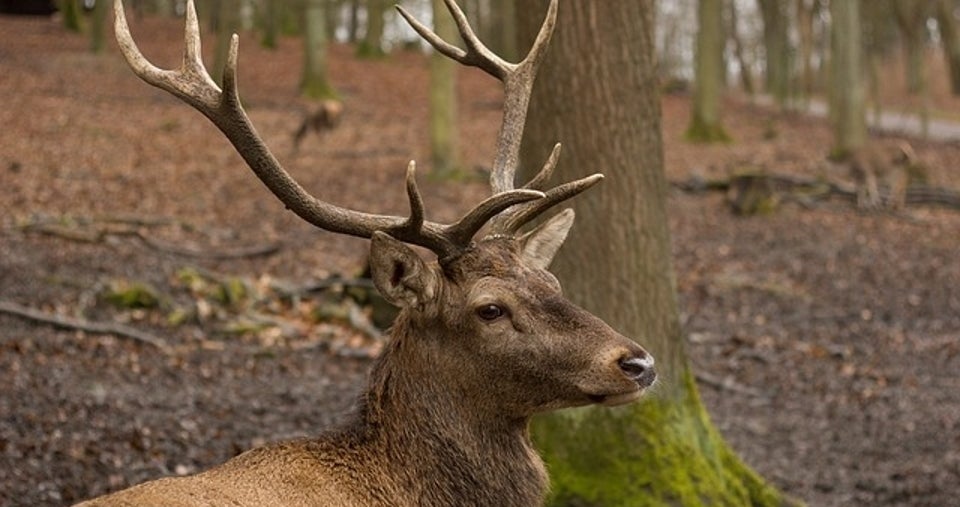 oregon deer hunting regions