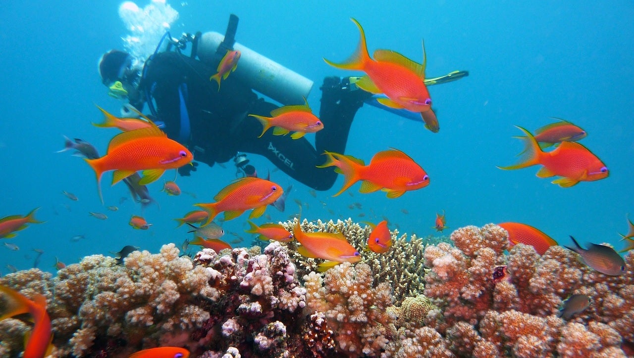 What Scuba Gear Should You Buy First