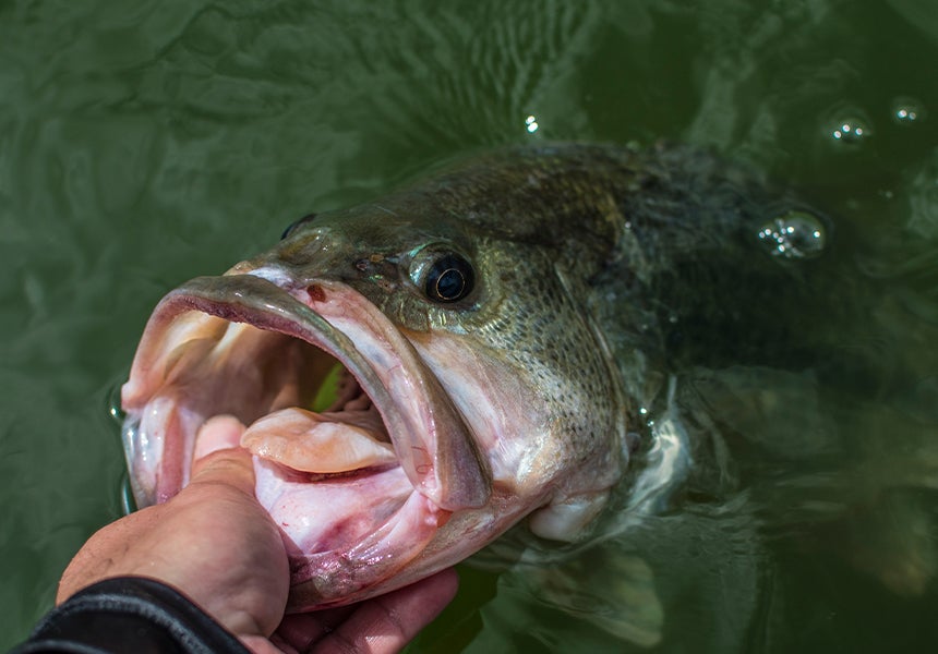 Landing a big bass