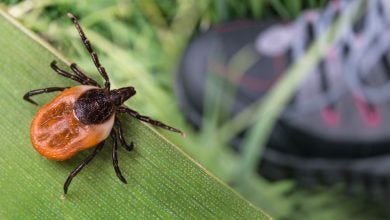 How to Avoid Ticks: A Comprehensive Guide to Protecting Yourself Outdoors