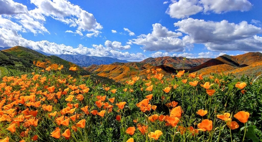 Digital Leave No Trace Guidelines California Superbloom