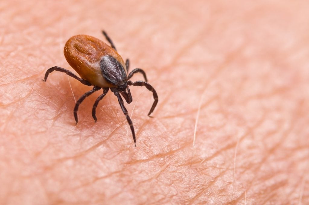 How to avoid ticks