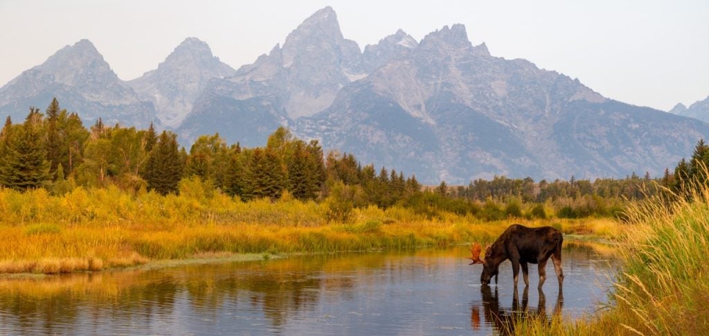 A wild bull moose takes in the fall colors in Grand Teton National Park