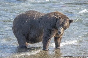 Fans from around the world vote online to determine which bear they believe has achieved the most significant weight gain in preparation for a long winter. Credit: Candice Rusch/National Park Service