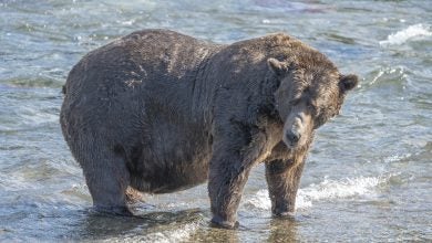 Fans from around the world vote online to determine which bear they believe has achieved the most significant weight gain in preparation for a long winter. Credit: Candice Rusch/National Park Service